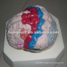 ISO Human Cerebral Cortex Model, Brain Anatomy Model